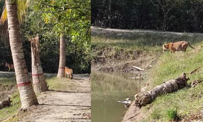 হঠাৎ ফরেস্ট অফিসে ৩ বাঘ ...