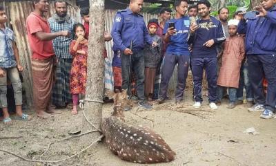 খাবারের সন্ধানে লোকালয়ে আসা চিত্রা হরিণ উদ্ধার