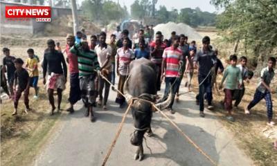 সাতক্ষীরার শ্যামনগরে হিংস্র মহিষের আক্রমণে গুরত্বর আহত ছয়