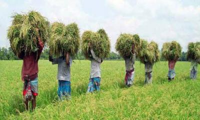 বছরে কমছে আড়াই হাজার হেক্টর চাষযোগ্য জমি