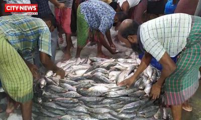 আজ মধ্যরাত থেকে ইলিশ ধরায় ২২ দিনের নিষেধাজ্ঞা