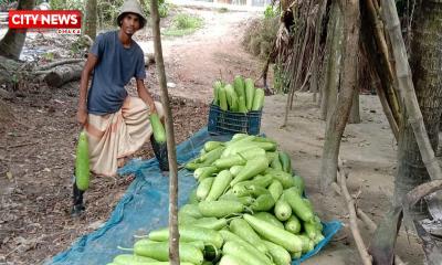 লাউ চাষে করে শিক্ষার্থী আল-আমিনের বাজিমাত