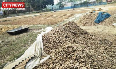 সারাদেশের গৃহীনিদের রান্না ঘরে রঙ ছড়াচ্ছে সাতক্ষীরার পাটকেলঘাটার হলুদ