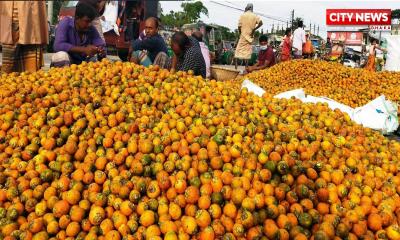 কক্সবাজারে সুপারীর বাম্পার ফলন: দামও ভালো