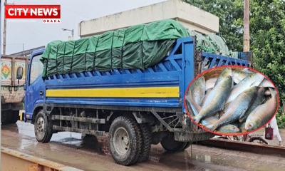 দুদিনে বেনাপোল দিয়ে ভারতে গেলো ৯৯ টন ইলিশ