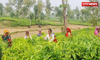 কাজে ফিরলেন এনটিসি‍‍`র চা বাগানের শ্রমিকরা