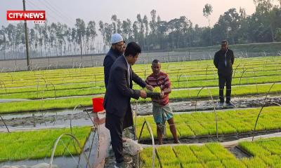 লালমনিরহাটে ৫০ একর জমিতে যান্ত্রিক পদ্ধতিতে বোরো ধানের চাষ