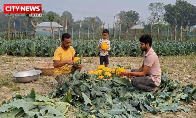 ক্যান্সারের প্রতিরোধক হিসেবে কাজ করে রঙিন ফুলকপি দাবি কৃষি বিভাগের